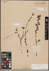 Foto von Salix aurita L.